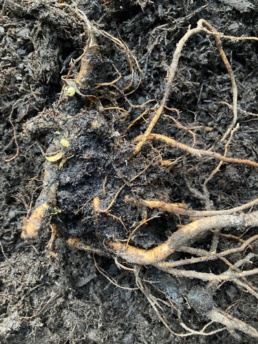 Gypsophila 'Flamingo' - 1 or 2 budding sections of bare-roots - Free delivery within the UK