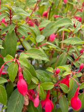 Load image into Gallery viewer, Hardy Fuschia 'Tom Thumb' 3, 5 or 6 plugs 5cm size