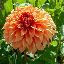 Load image into Gallery viewer, Dahlia &#39;Hercules&#39; decorative large flowered - 3 tubers - Free delivery within the UK