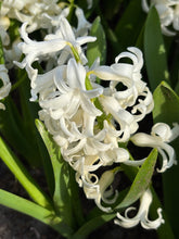 Load image into Gallery viewer, Hyacinth 'White Pearl' (Hyacinth orientalis) 3, 5, 10 or 20 bulbs - Free delivery within the UK