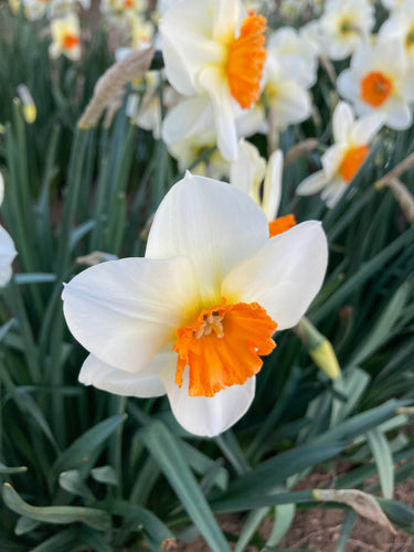 Daffodil 'Barrett Browning' 5, 10 or 30 bulbs - Free delivery within the UK