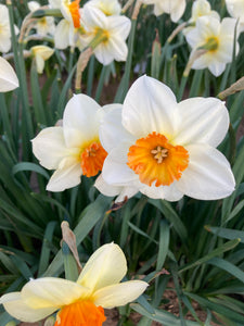Daffodil 'Barrett Browning' 5, 10 or 30 bulbs - Free delivery within the UK