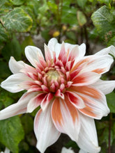 Load image into Gallery viewer, Dahlia &#39;Frost Nip&#39; giant flowered - 2, 3 or 5 tubers - Free delivery within the UK