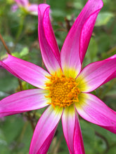Load image into Gallery viewer, Dahlia  &#39;Honka Pink&#39; orchid flowered - 2, 3 or 5 tubers - Free delivery within the UK
