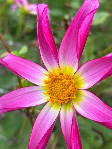 Dahlia  'Honka Pink' orchid flowered - 2, 3 or 5 tubers - Free delivery within the UK