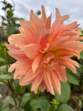 Load image into Gallery viewer, Dahlia coral and pink &#39;Belle of Barmera&#39; giant flowered - 2, 3 or 5 tubers - Free delivery within the UK