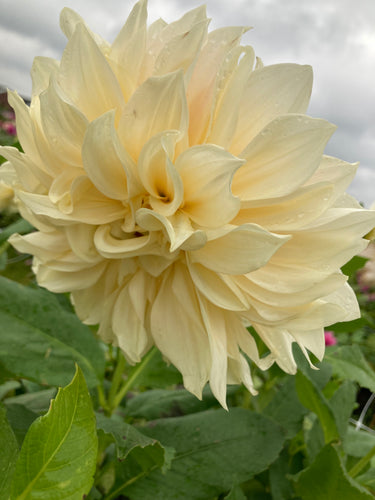 Dahlia white and pink 'Café Au Lait' giant flowered - 2, 3 or 5 tubers - Free delivery within the UK
