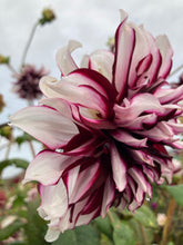 Load image into Gallery viewer, Dahlia &#39;Tartan&#39; giant flowered - 2, 3 or 5 tubers - Free delivery within the UK