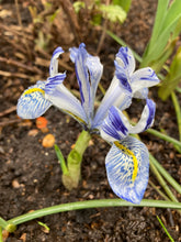 Load image into Gallery viewer, Dwarf Iris &#39;Katharine Hodgkin&#39; (Iris reticulata) 10 or 20 bulbs