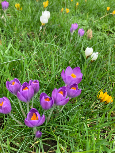 Mixed Crocus 15, 25 or 50 bulbs - Free UK Postage
