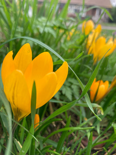 Yellow Crocus 10 or 20 bulbs - Free delivery within the UK