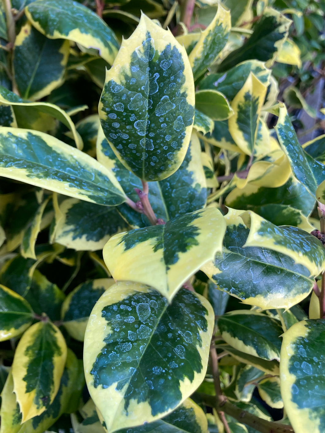 Ilex aquifolium 'Gold King' 1, 2 or 3 plants in 9cm pots - Free delivery within the UK