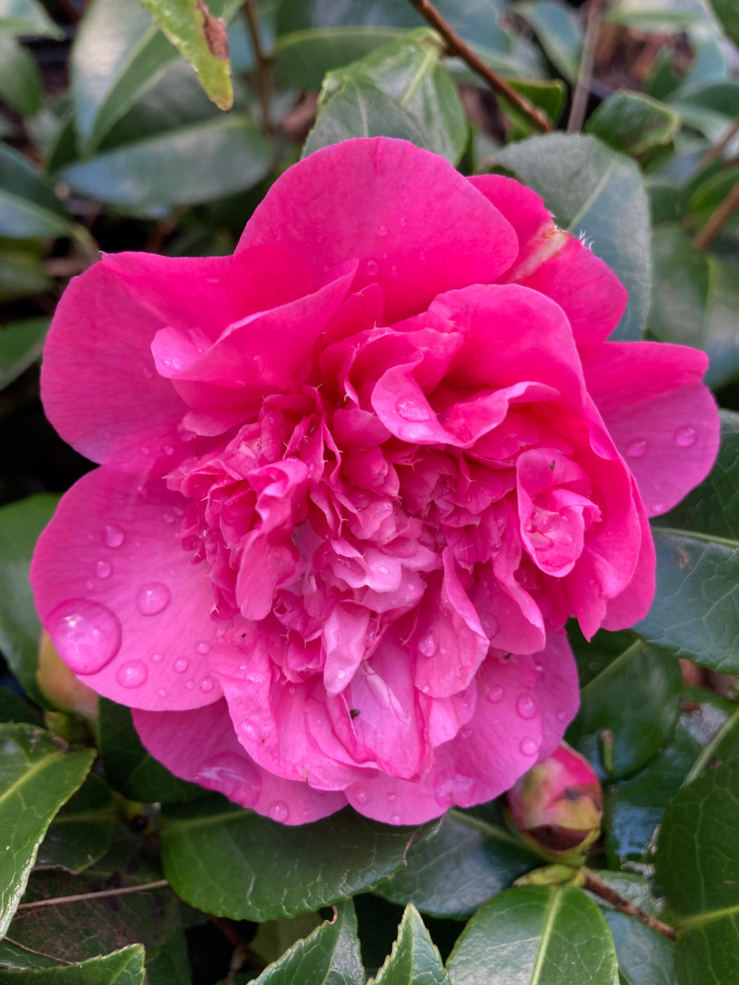 Camellia - Debbie - 1, 2 or 3 plants in 9cm pots - Free delivery within the UK