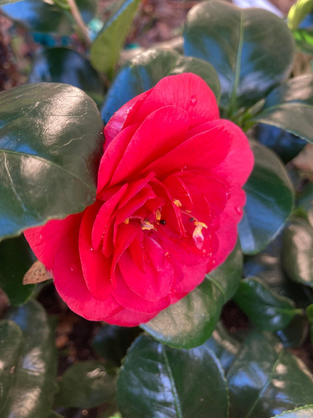 Camellia - Lady Campbell - 1, 2 or 3 plants in 9cm pots - Free delivery within the UK