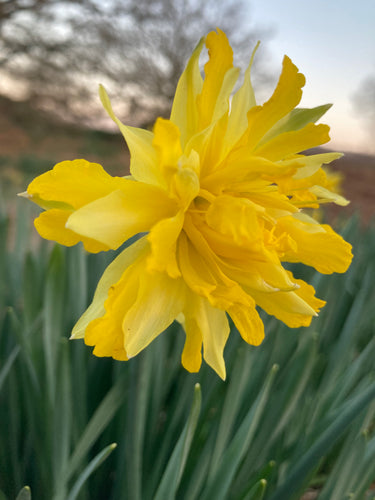 Daffodil 'Dick Wilden' - 10, 20 or 30 bulbs - Free delivery within the UK