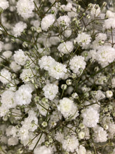 Load image into Gallery viewer, Baby&#39;s Breath (Gypsophila) - 2 or 3 budding roots - Free delivery within the UK