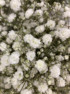 Baby's Breath (Gypsophila) - 2 or 3 budding roots - Free delivery within the UK