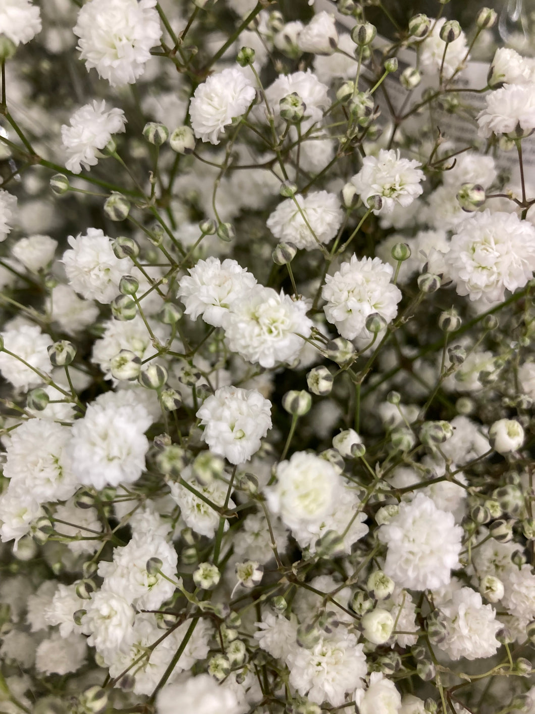 Baby's Breath (Gypsophila) - 2 or 3 budding roots - Free delivery within the UK