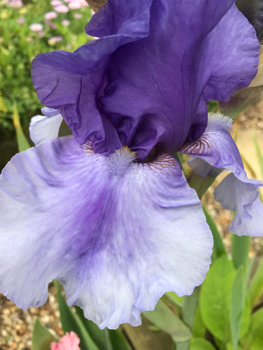 Blue-White Bearded Iris (Iris germanica) - 3 rhizomes - Free delivery within the UK
