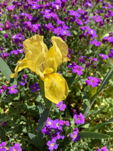 Load image into Gallery viewer, Danford Iris or Iris danfordiae - 5, 10 or 20 bulbs - Free delivery within the UK