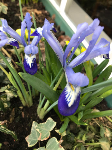 Dwarf Iris 'Clairette' (Iris reticulata) 10 or 20 bulbs - Postage UK Included