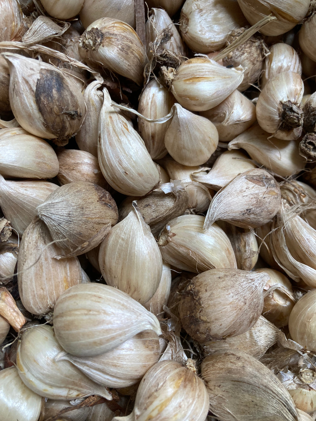 Dwarf Iris 'Pauline' (Iris reticulata) 10, 15, 25 or 50 bulbs - Free delivery within the UK