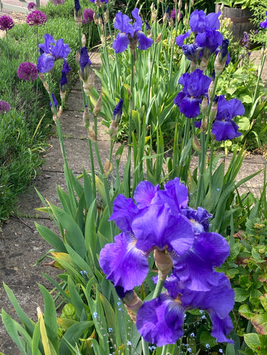 Blue Bearded Iris (Iris germanica) - 1 or 3 rhizomes - Free delivery within the UK