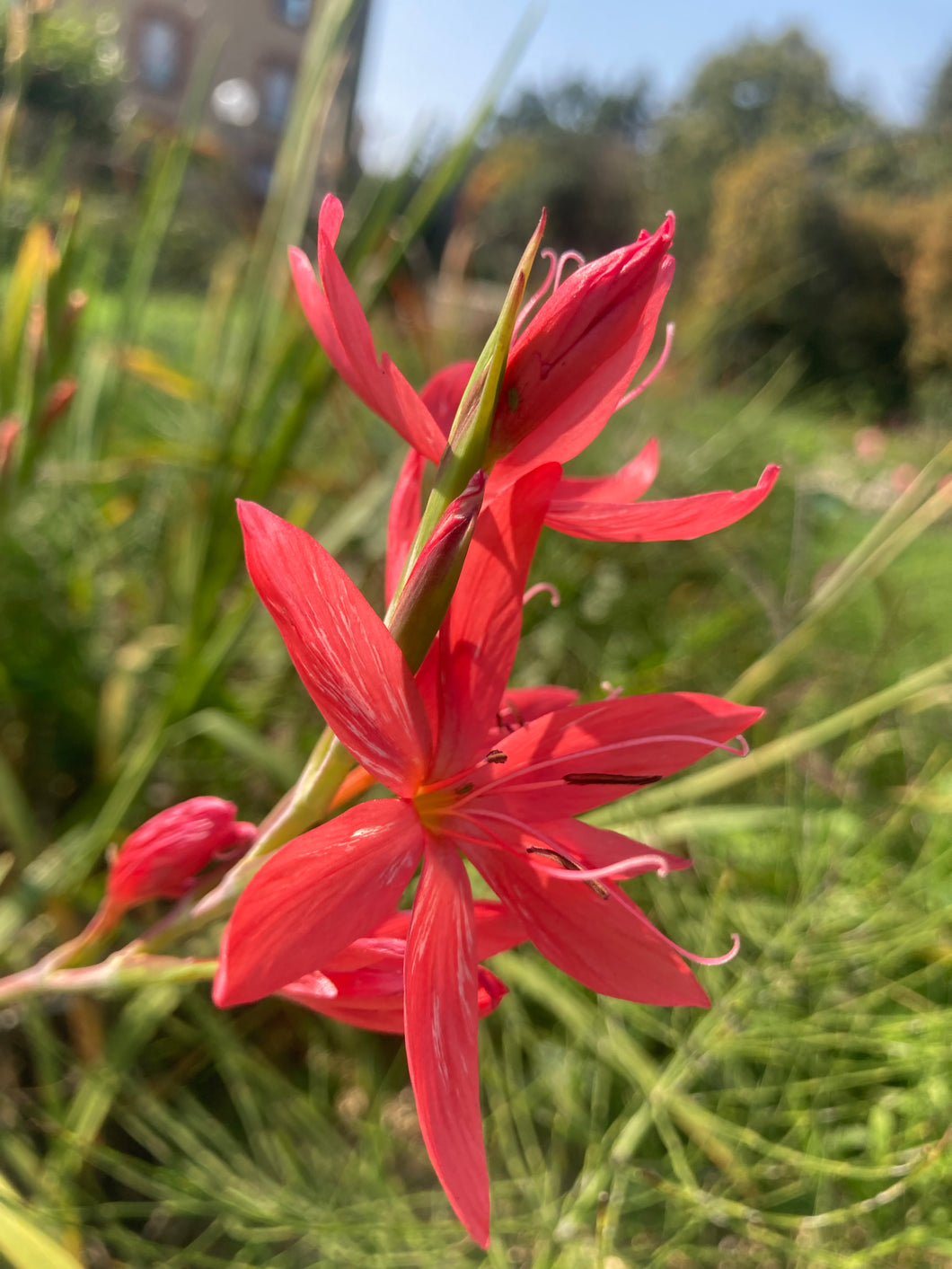 Mixed colours of African Corn Lily / Wand Flower (Ixia) - 3 bulbs - Free delivery within the UK