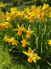 Load image into Gallery viewer, Daffodil &#39;Jetfire&#39; (Narcissus cyclamineus) 5, 10 or 30 bulbs - Free delivery within the UK