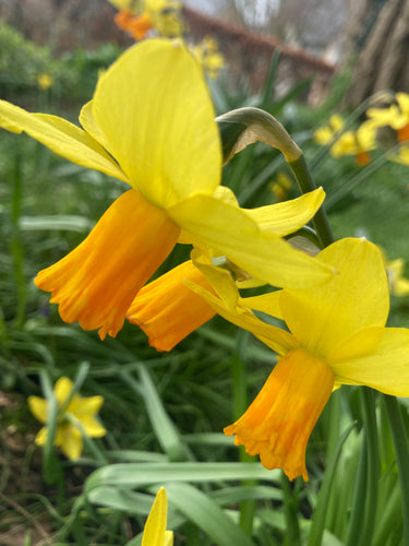 Daffodil 'Jetfire' (Narcissus cyclamineus) 5, 10 or 30 bulbs - Free delivery within the UK