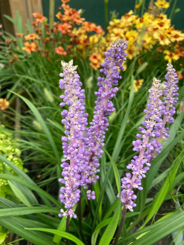 Liriope muscari (Lily-Turf) - 1 or 2 bare root plants - Free delivery within the UK