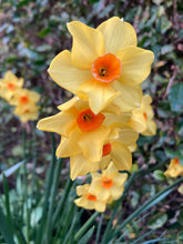 Load image into Gallery viewer, Daffodil &#39;Martinette&#39; - 10, 20 or 30 bulbs - Free delivery within the UK