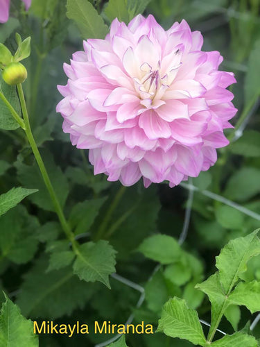 Dahlia 'Mikayla Miranda' decorative large flowered - 3 tubers - Free delivery within the UK