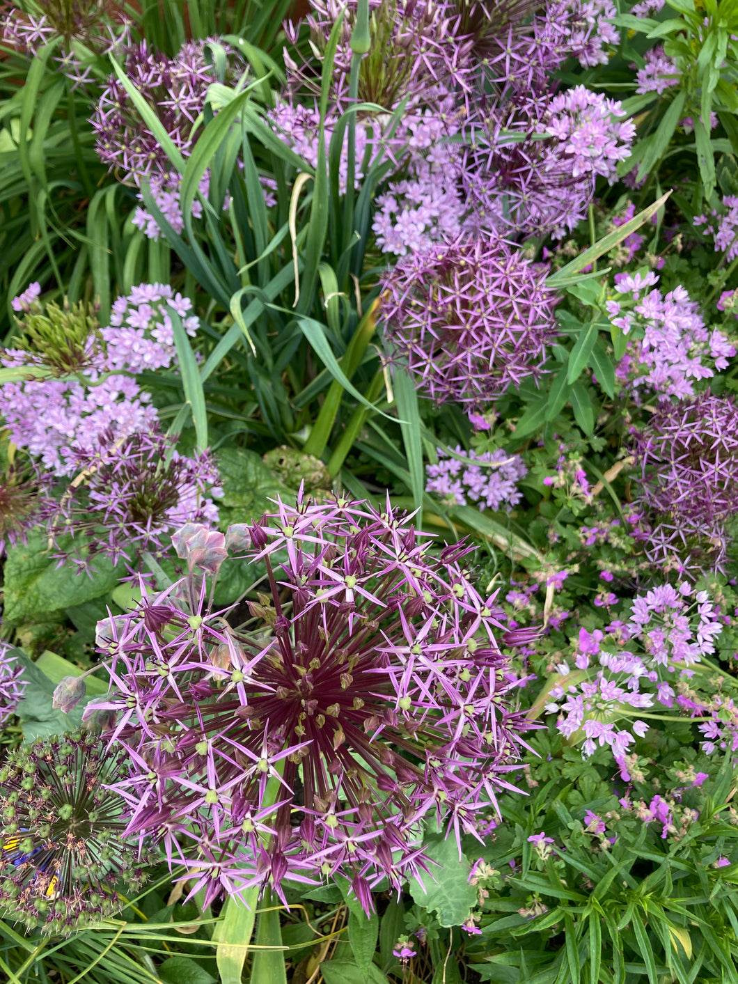 Ornamental Allium mix - 10 or 20 bulbs - Free delivery within the UK