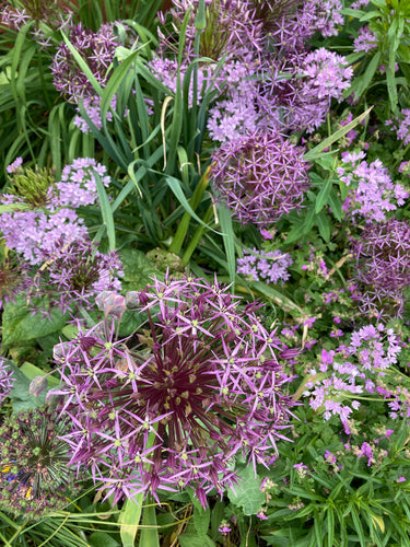 10 Mixed Allium Bulbs Ornamental Varieties (Free Postage UK)