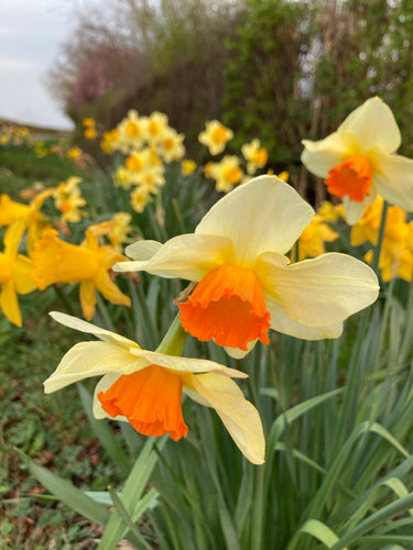 Daffodil (Mixed Varieties) 20 bulbs - Free Delivery within the UK