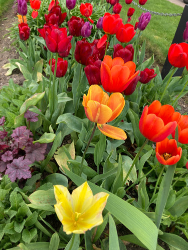 Mixed colours Tulip - Hot Mix - 10, 20 or 30 bulbs - Free delivery within the UK