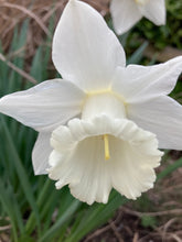 Load image into Gallery viewer, Daffodil &#39;Mount Hood&#39; - 5, 10 or 30 bulbs - Free delivery within the UK