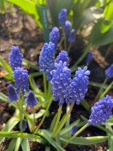 Load image into Gallery viewer, Grape Hyacinth 'Blue Magic' (Muscari aucheri) 10, 20 or 50 bulbs - Free delivery within the UK