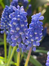 Load image into Gallery viewer, Grape Hyacinth 'Blue Magic' (Muscari aucheri) 10, 20 or 50 bulbs - Free delivery within the UK