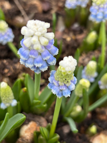 Grape Hyacinth (Mountain Lady) 5, 10, 20 or 50 bulbs - Free delivery within the UK