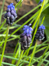 Load image into Gallery viewer, Grape Hyacinth (Muscari neglectum) 5, 10, 20 or 50 bulbs - Free delivery within the UK