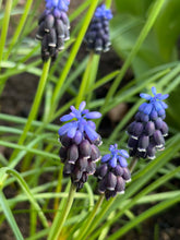 Load image into Gallery viewer, Grape Hyacinth (Muscari neglectum) 5, 10, 20 or 50 bulbs - Free delivery within the UK