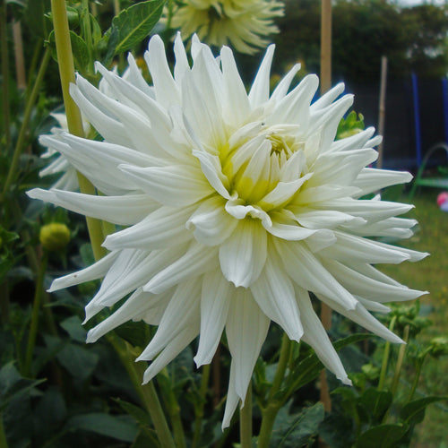 Dahlia 'My Love' semi-cactus flowered - 3 tubers - Free delivery within the UK
