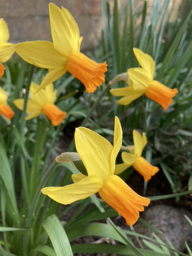 Daffodil 'Jetfire' (Narcissus cyclamineus) 5, 10, 20 or 30 bulbs - Free delivery within the UK