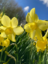 Load image into Gallery viewer, Dwarf Daffodil 'Verdin' (Narcissus) 5, 10 or 30 bulbs - Free delivery within the UK