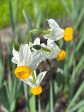 Load image into Gallery viewer, Daffodil 'Canaliculatus' (Narcissus torzetta) 5, 10 or 30 bulbs - Free delivery within the UK