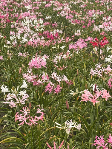 Bowden Lily collection - white, pink, and red (Nerine bowdenii) - 3 bulbs - Free delivery within the UK