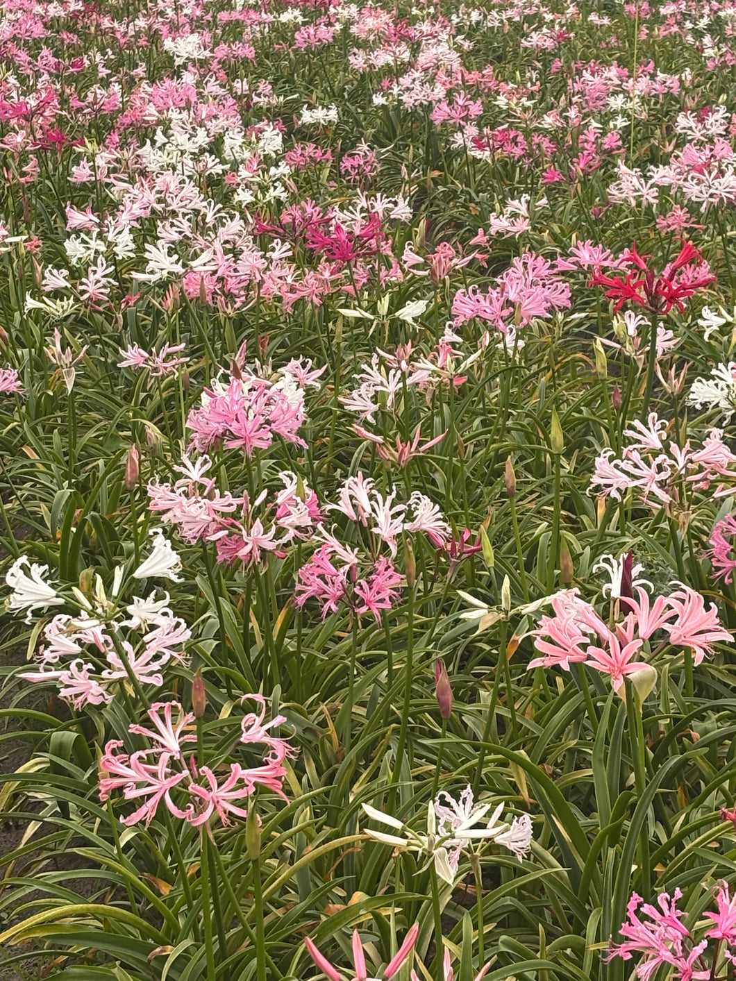Bowden Lily collection - white, pink, and red (Nerine bowdenii) - 3 bulbs - Free delivery within the UK