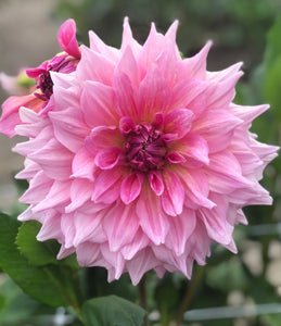 Dahlia 'Otto's Thrill' decorative dinnerplate flowered - 3 tubers - Free delivery within the UK
